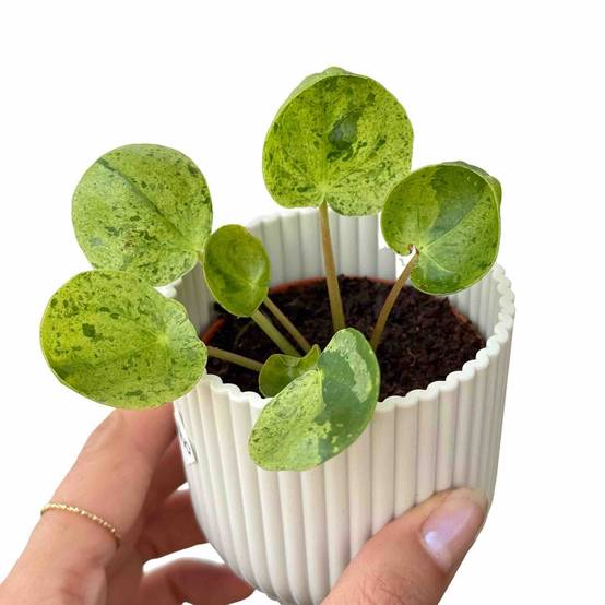 Pilea Mojito - Pot de 6cm - Plantes d'intérieur - Image 1