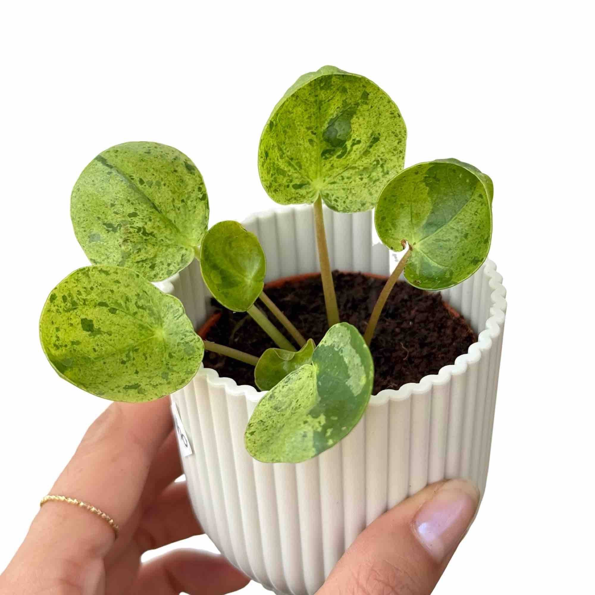 Pilea Mojito - Pot de 6cm - Plantes d'intérieur - Image 1