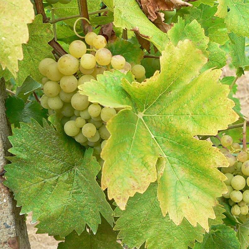 Promesse de Fleurs - Vigne Perle de Csaba Pot de 1,5L/2L