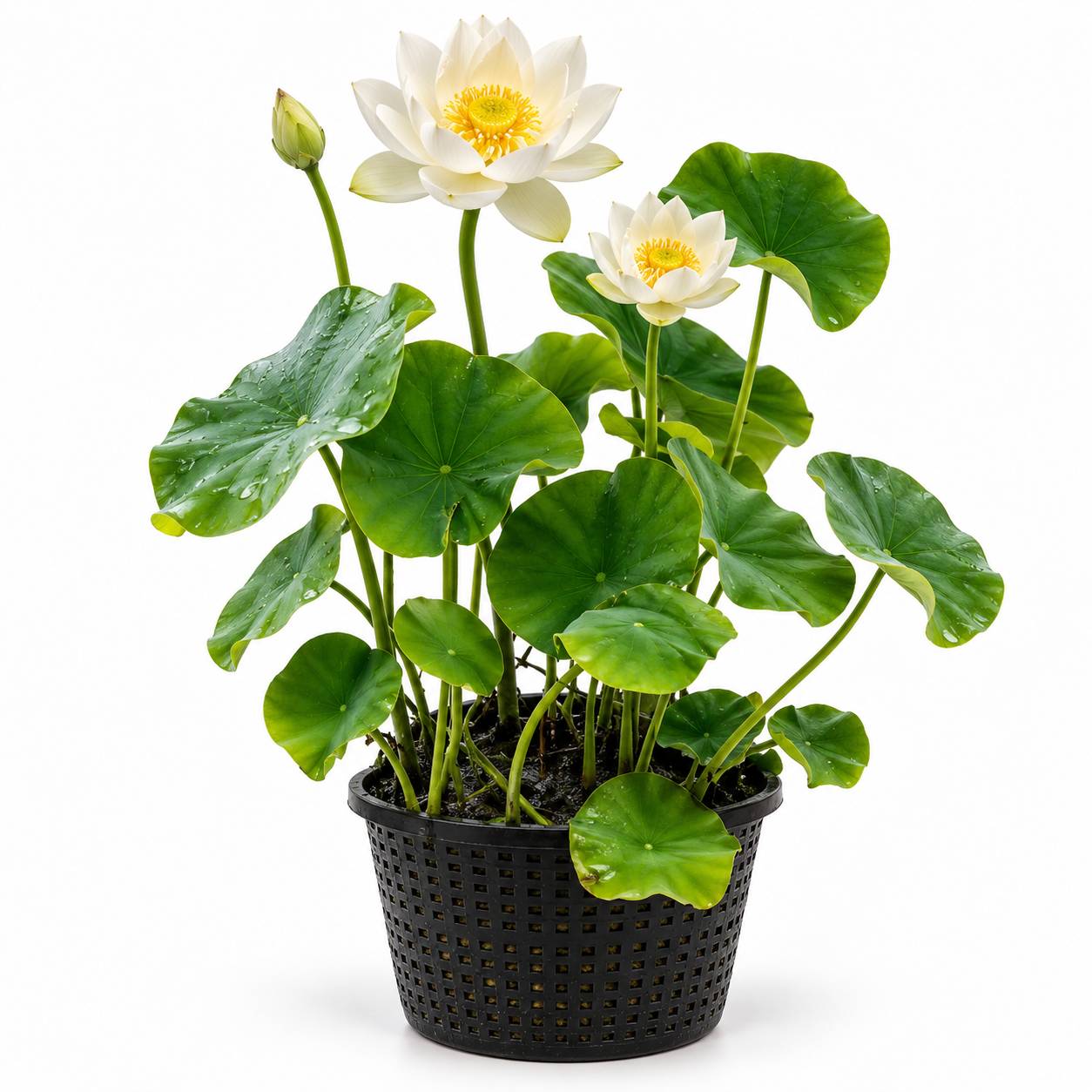 Lotus blanc - Nelumbo nucifera - Lot de 2 avec panier
