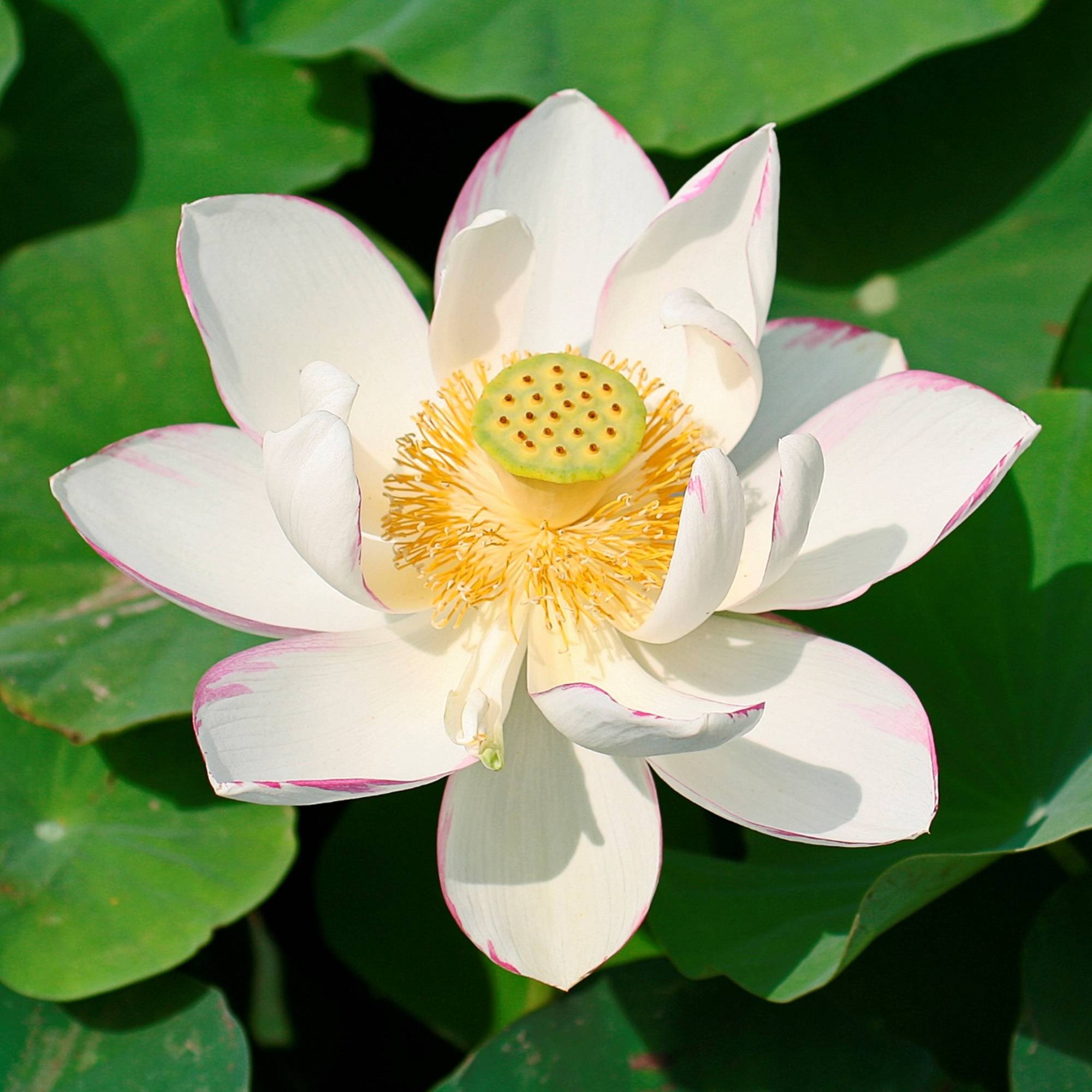 Lotus blanc - Nelumbo - Image 3