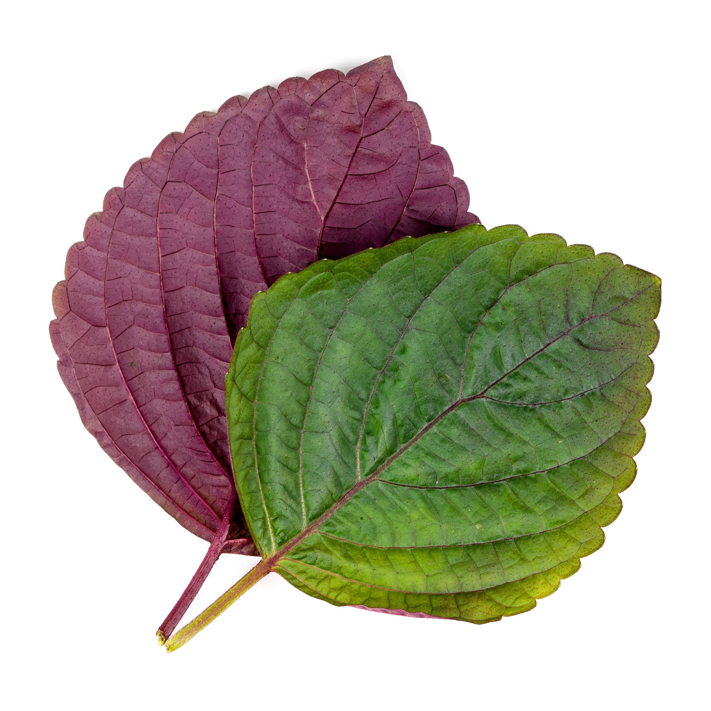 Veritable - Lingot Shiso bicolore - Recharge prête à l'emploi  - Véritable - Image 2