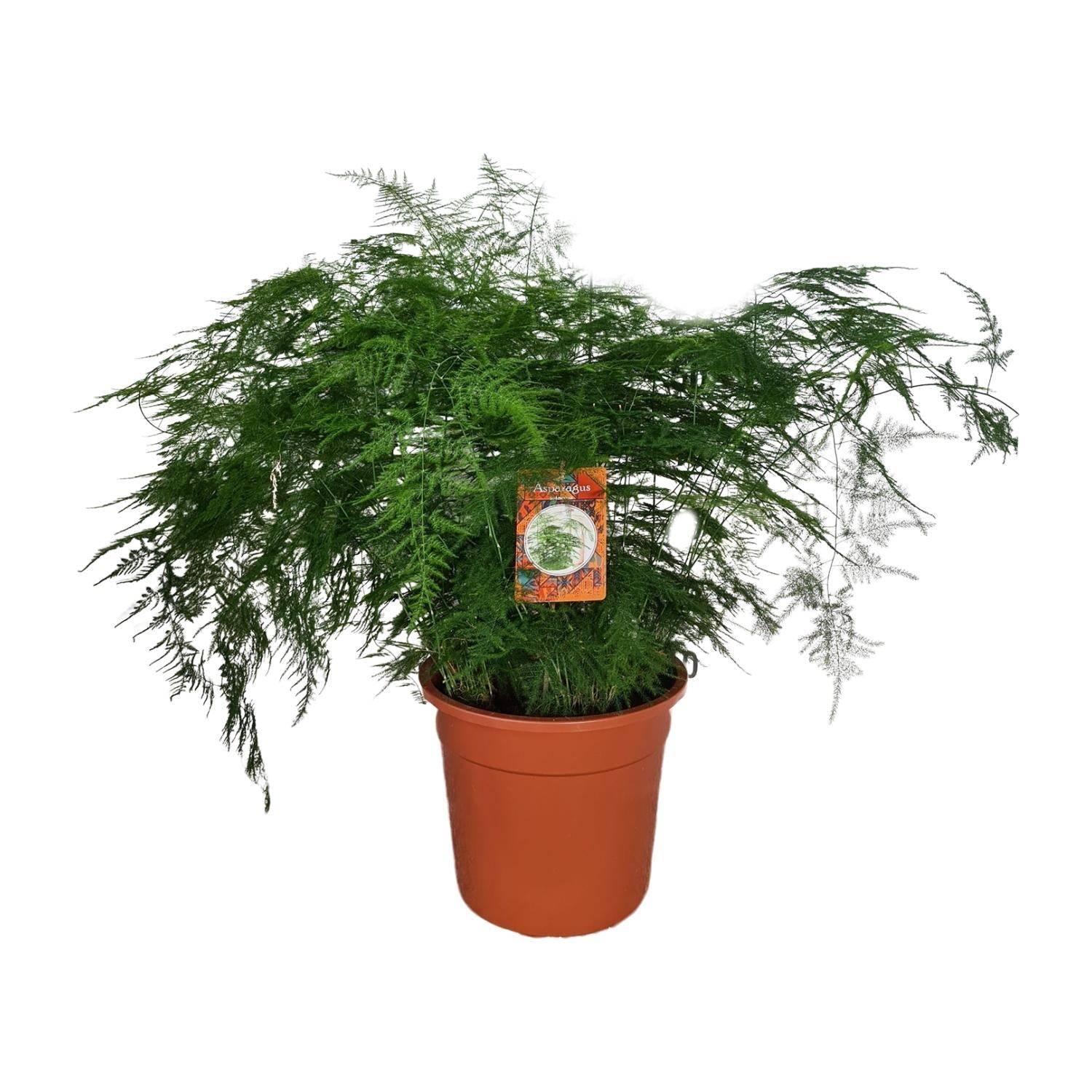 La Green Touch - Asparagus setaceus - Asparagus plumeux - H 70 cm, pot Ø27 cm - Image 1
