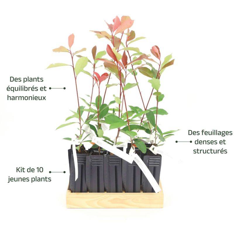 10 Photinia (Photinia Fraseri 'Red Robin') - Haie de Photinia Red Robin -  - Pépinières Naudet - Image 4