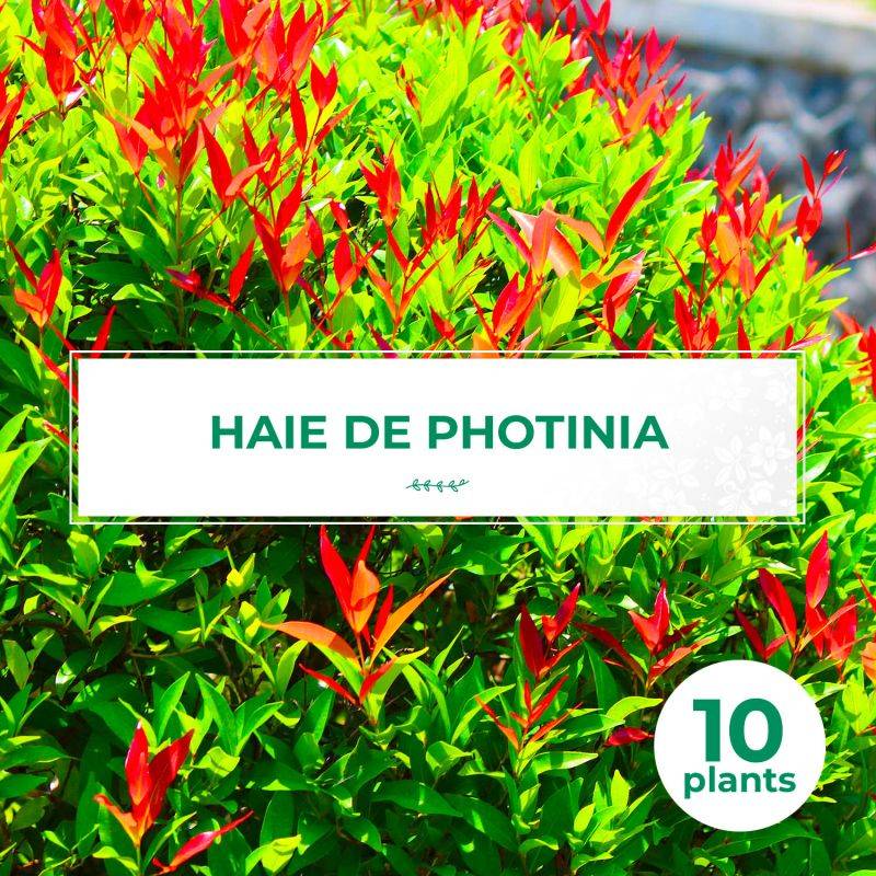 10 Photinia (Photinia Fraseri 'Red Robin') - Haie de Photinia Red Robin - - Pépinières Naudet - Image 2