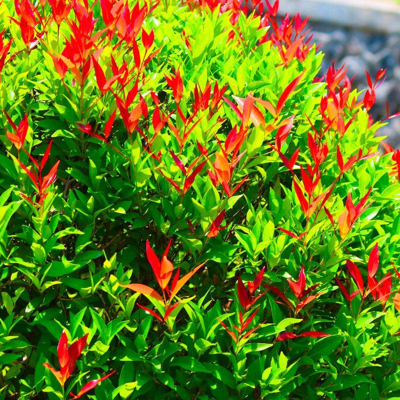 10 Photinia (Photinia Fraseri 'Red Robin') - Haie de Photinia Red Robin -  - Pépinières Naudet