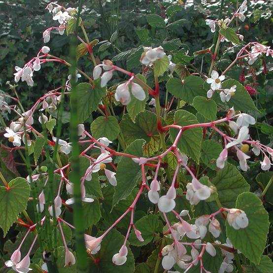 Begonia grandis subsp. evansiana var. alba Godet de 8/9 cm