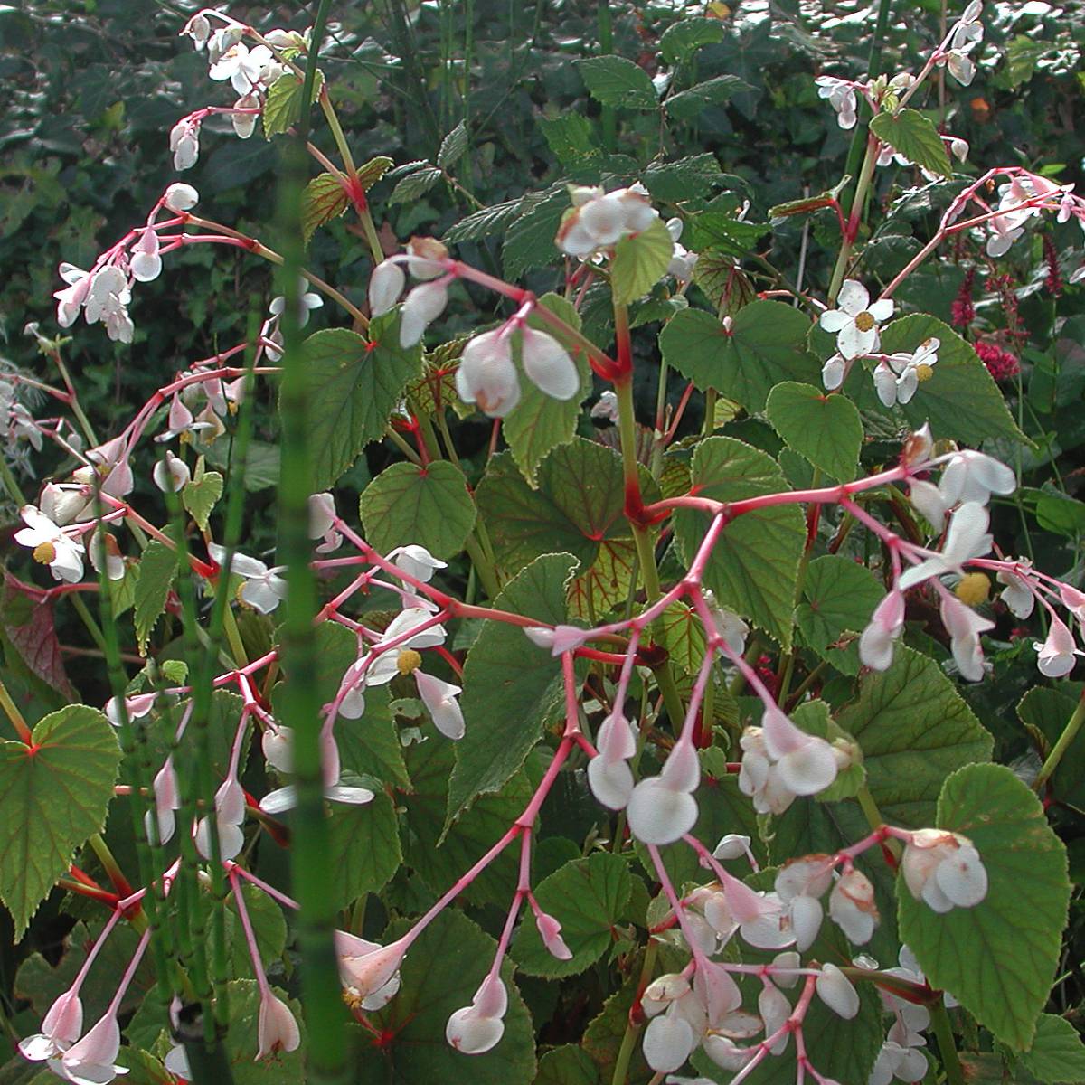 Begonia grandis subsp. evansiana var. alba Godet de 8/9 cm