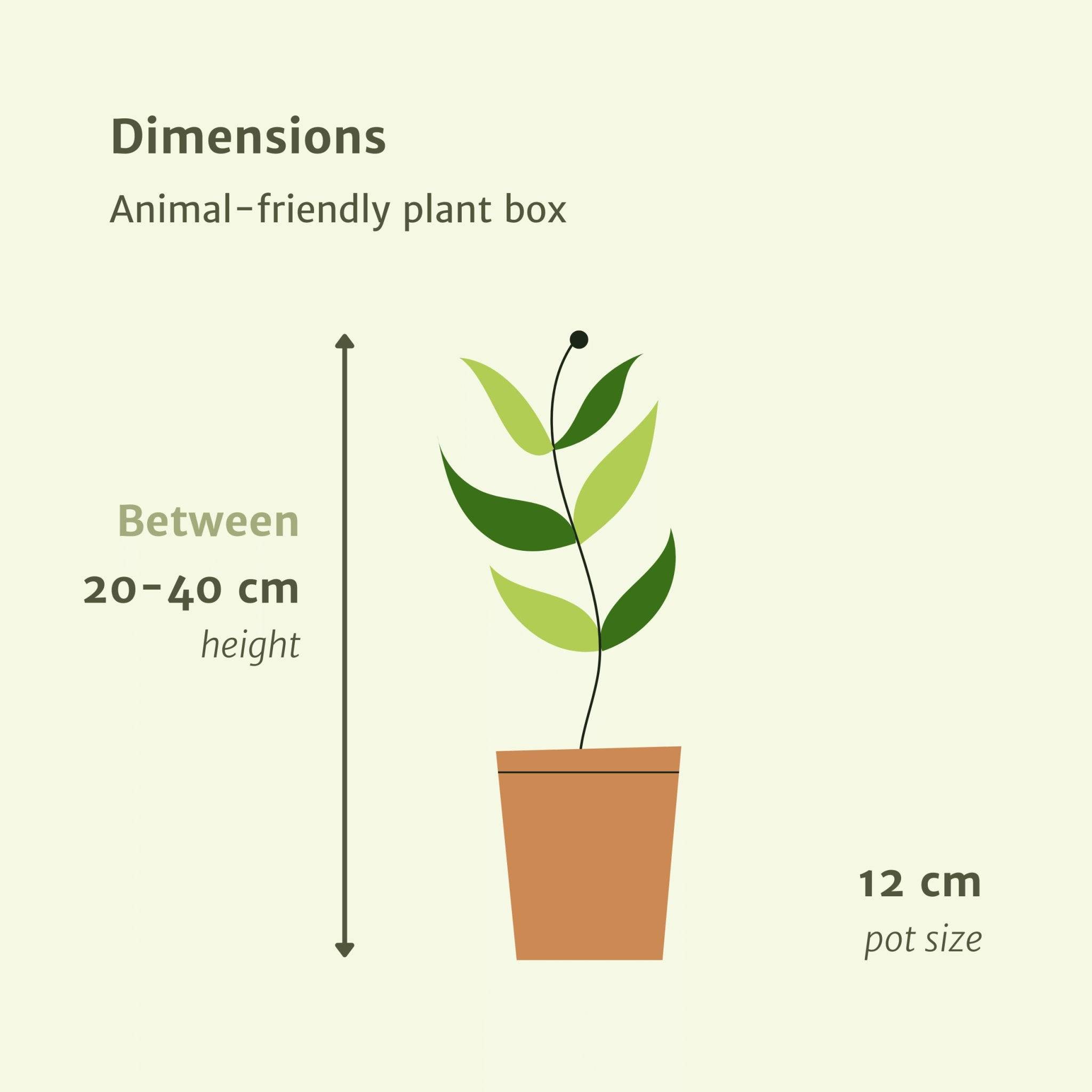 La Green Touch - Coffret plantes pets friendly - Lot de 4 plantes 40cm - Plante d'intérieur- La Green Touch - Image 7