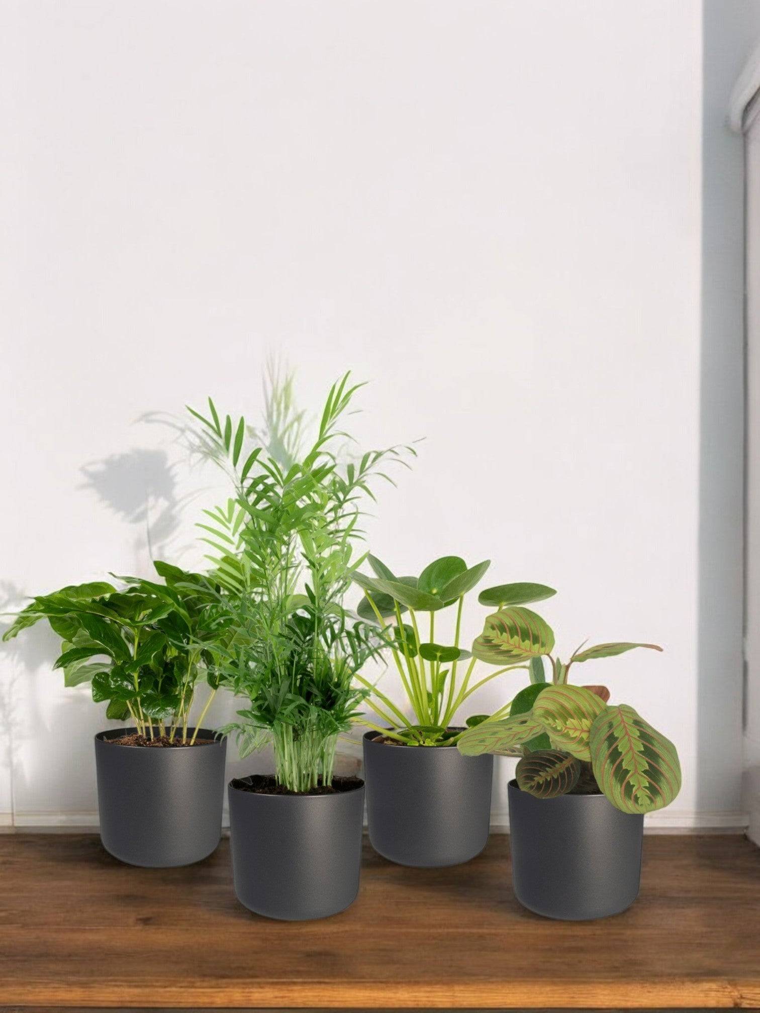 La Green Touch - Coffret plantes pets friendly - Lot de 4 plantes 40cm - Plante d'intérieur- La Green Touch - Image 2