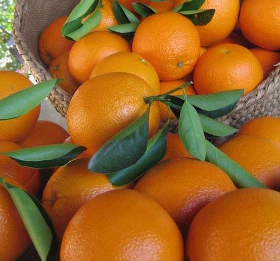 0 - Citrus sinensis var.Navelina (orange Précoce, fruit délicieux bien équilibré) Pot de 9 litres -140/160 cm - Image 1