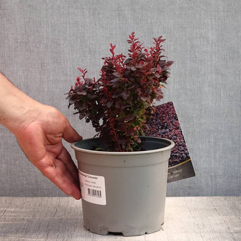 Berberis thunbergii Concorde - Épine-vinette Pot de 2L/3L - Image 2