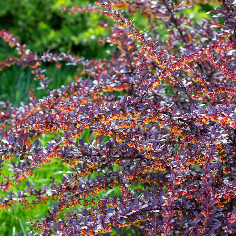 Berberis thunbergii Concorde - Épine-vinette Pot de 2L/3L - Image 1