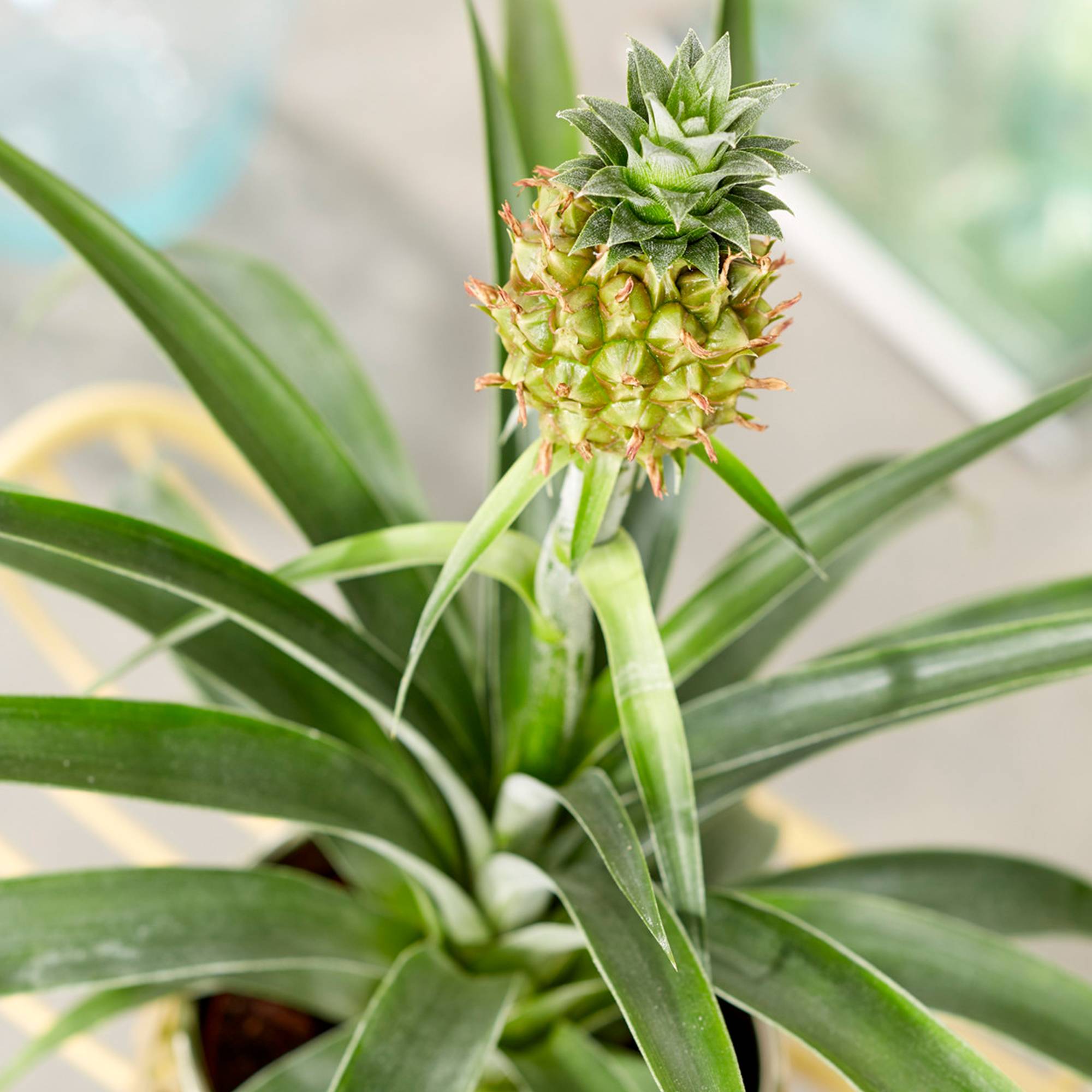 Gardenersdream - Ananas Comosus Amigo Exceptionnel | Plante D’Intérieur En Pot À Vendre (35 – 45 Cm Pot Inclus) - GardenersDream