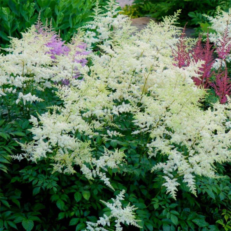 Astilbe arendsii Rock and Roll Petites Racines nues, Qualité Extra équivalant à un pot de 2L