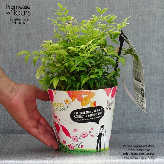 Promesse de Fleurs - Nandina domestica Lemon Lime - Bambou sacré Pot de 2L/3L - Image 2