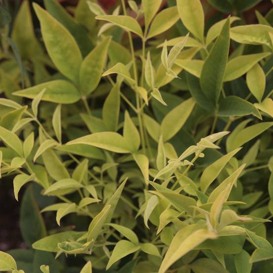 Promesse de Fleurs - Nandina domestica Lemon Lime - Bambou sacré Pot de 2L/3L - Image 1