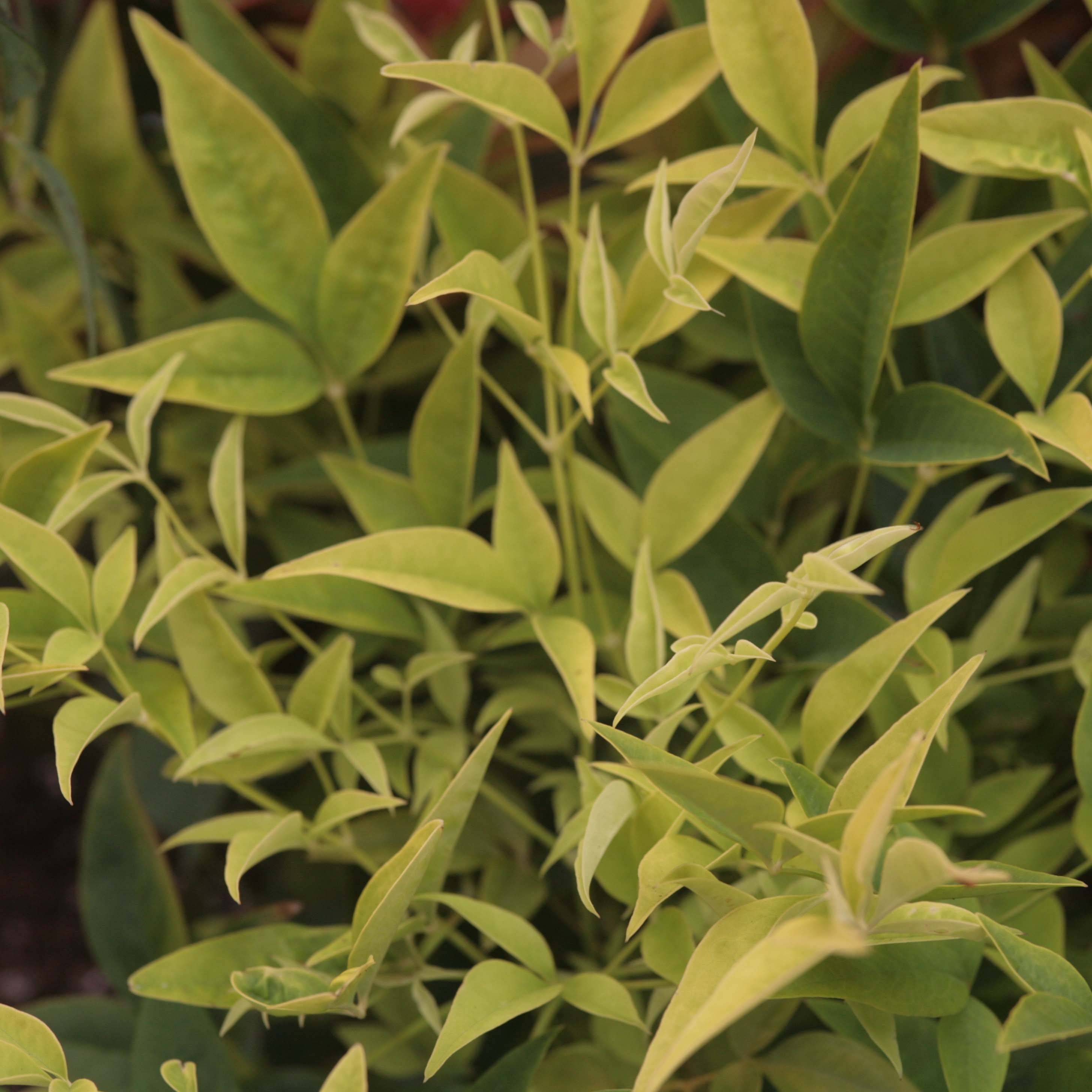 Promesse de Fleurs - Nandina domestica Lemon Lime - Bambou sacré Pot de 2L/3L - Image 1