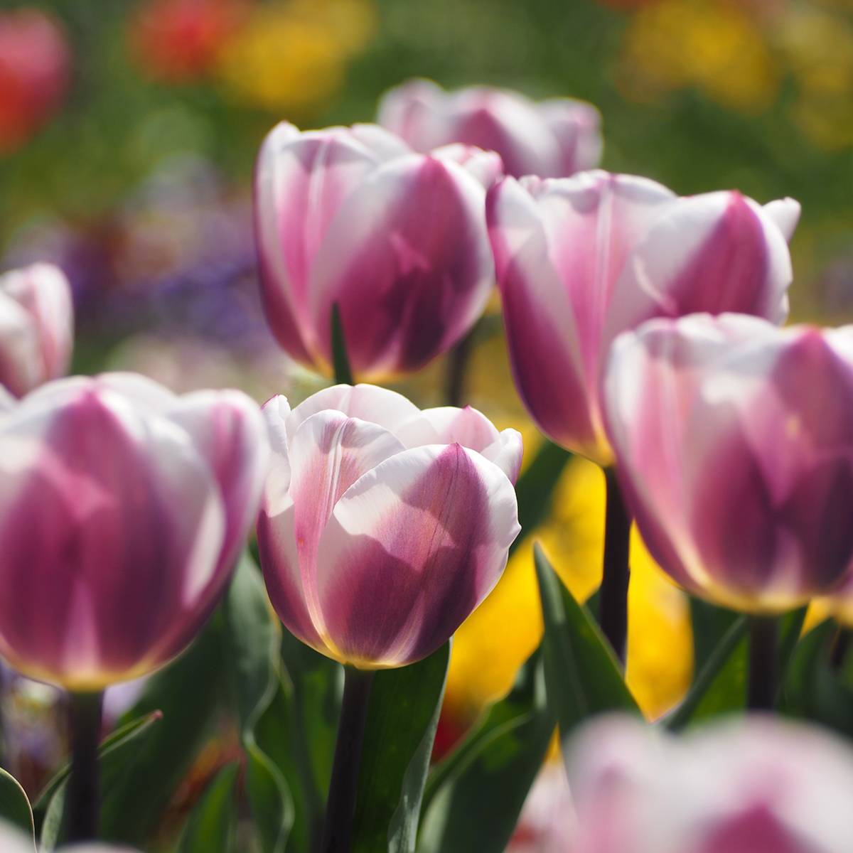 Promesse de Fleurs - Tulipe Darwin Royal Pride Bulbe calibre 11+ (par 10)