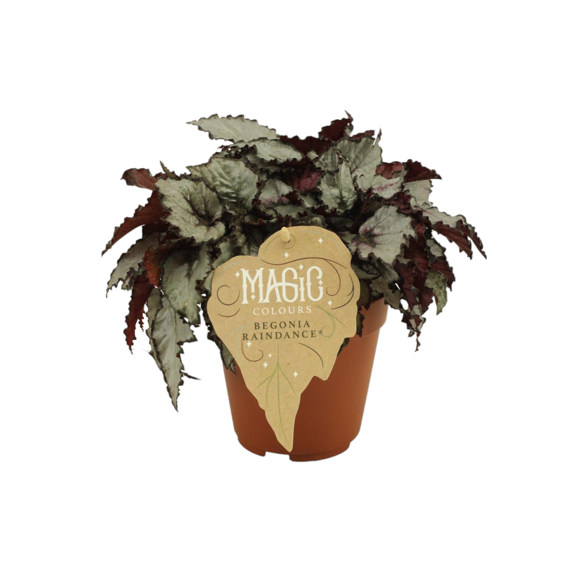 Begonia Rex 'Raindance' 25cm - Plante d'intérieur- La Green Touch - Image 1