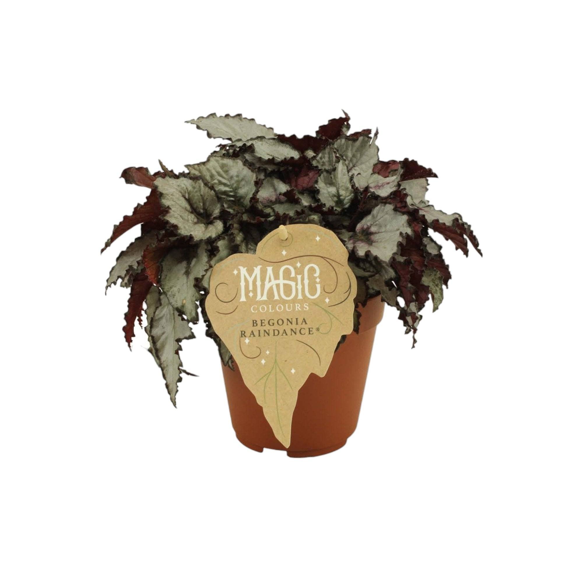 Begonia Rex 'Raindance' 25cm - Plante d'intérieur- La Green Touch - Image 2