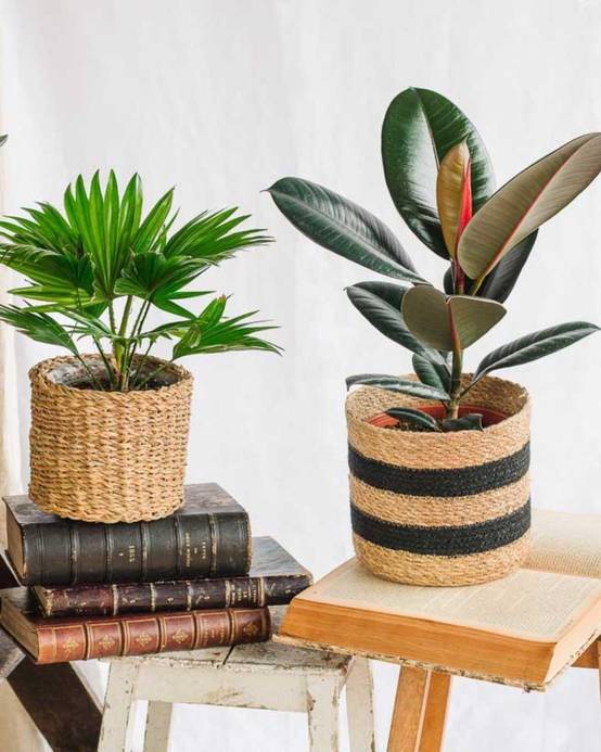 Coffret de Plantes Easycare 50cm - H50cm - Image 5