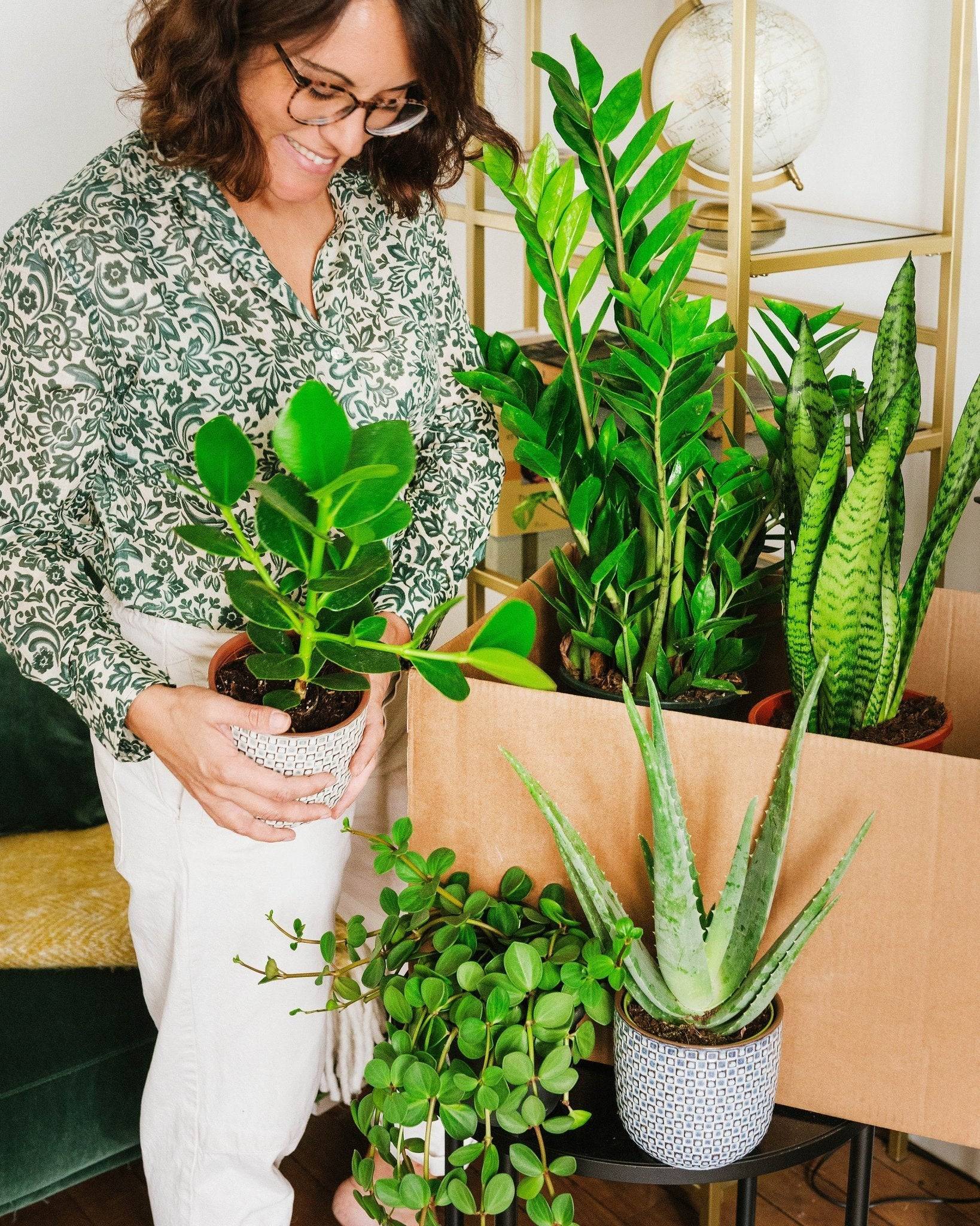 Coffret de Plantes Easycare 50cm - H50cm - Image 2