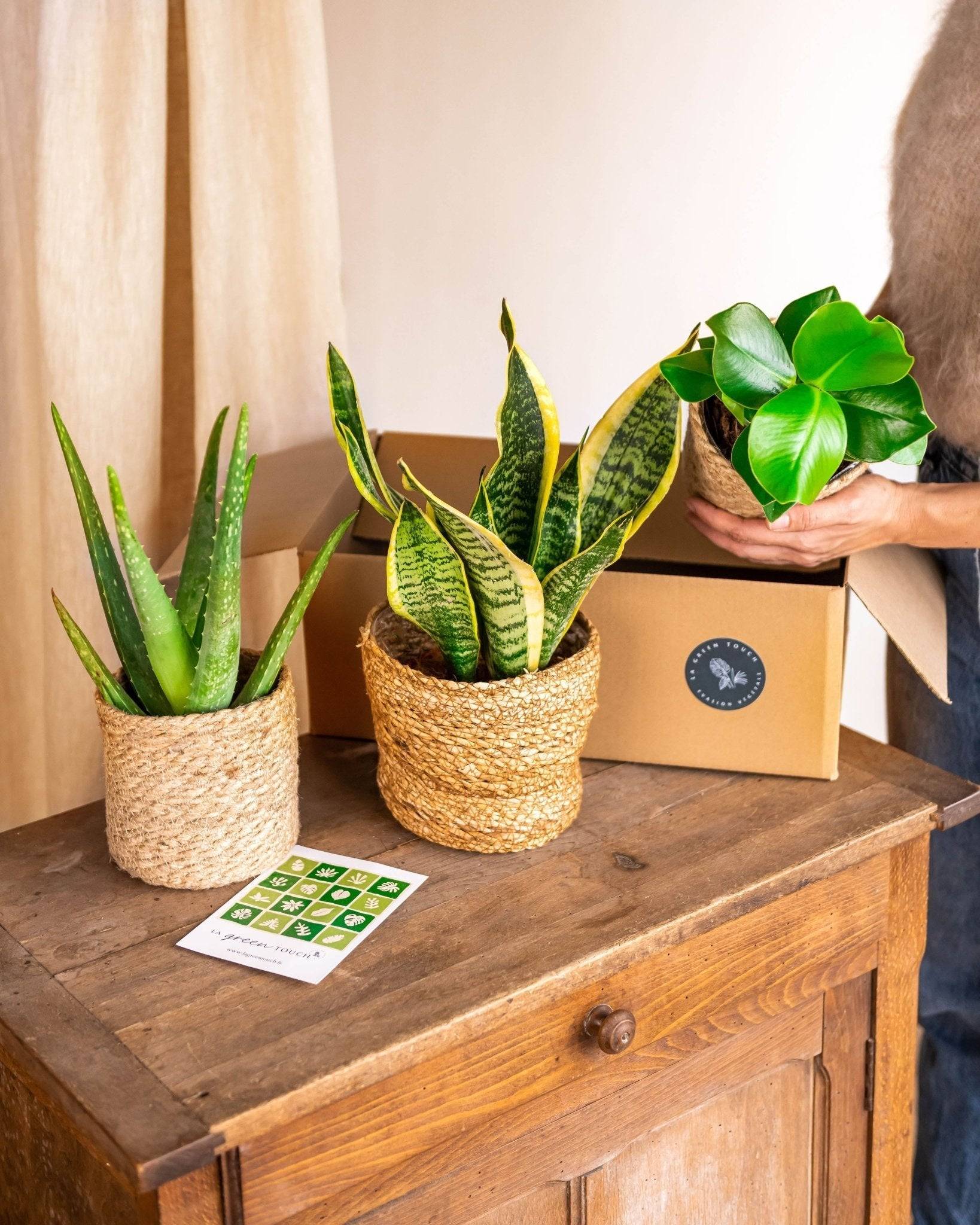 Coffret de Plantes Easycare 50cm - H50cm - Image 1