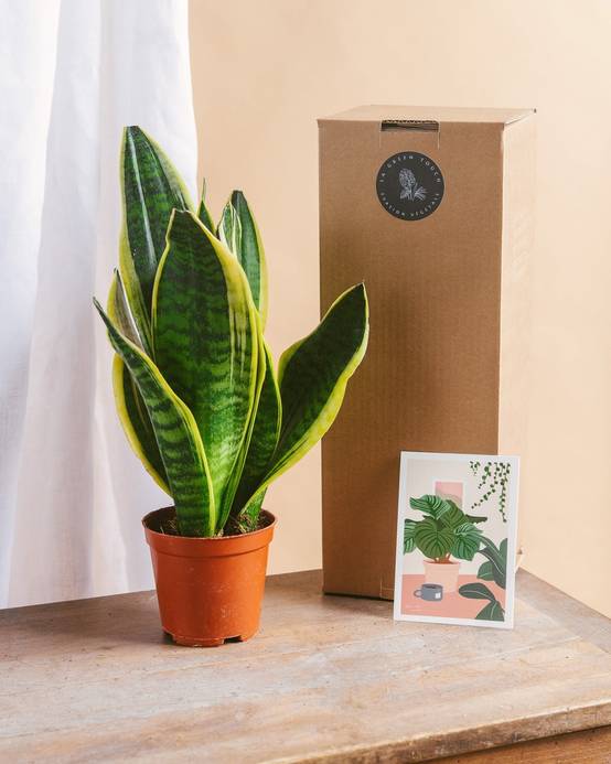 Coffret de Plantes Easycare 50cm - H50cm - Image 3