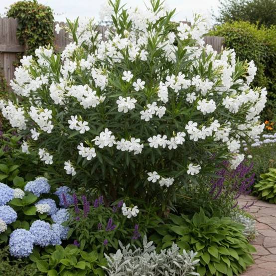 Laurier rose Soeur Agnes à fleurs Blanche/ - feuillage Semi-Persistant - Pot de 7,5L - 60/80 cm - Image 5