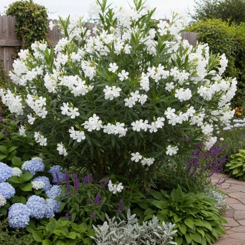 Laurier rose Soeur Agnes à fleurs Blanche/ - feuillage Semi-Persistant - Pot de 7,5L - 60/80 cm - Image 5