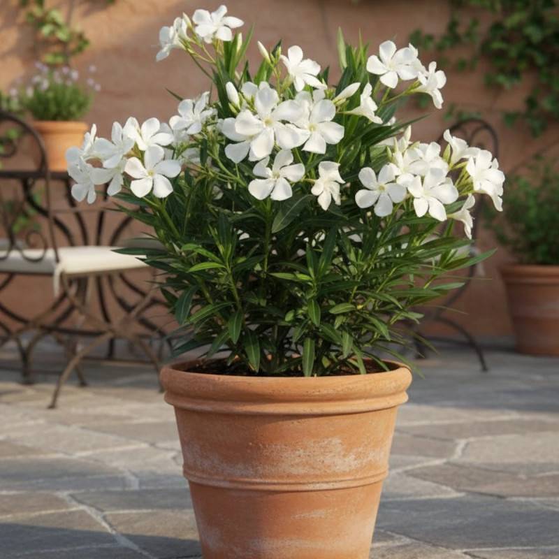 Laurier rose Soeur Agnes à fleurs Blanche/ - feuillage Semi-Persistant - Pot de 7,5L - 60/80 cm - Image 3