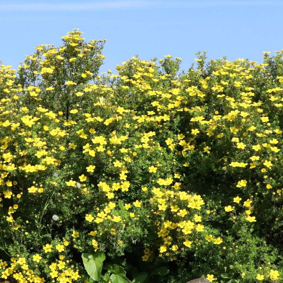 Potentilla fruticosa Goldteppich - Potentille arbustive Pot de 1,5L/2L - Image 1
