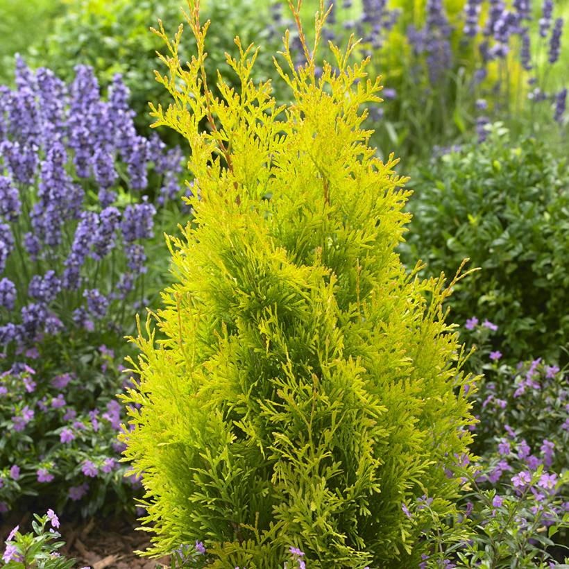 Thuja occidentalis Sunny Smaragd - Thuya du Canada Godet de 8/9 cm - Image 1