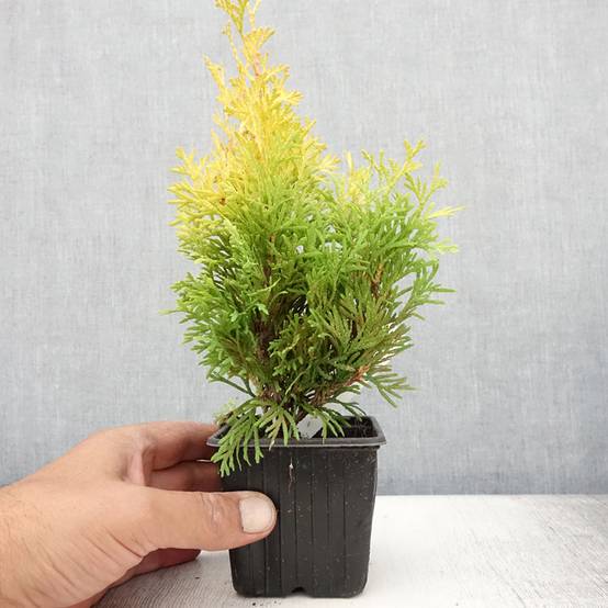 Thuja occidentalis Sunny Smaragd - Thuya du Canada Godet de 8/9 cm - Image 2