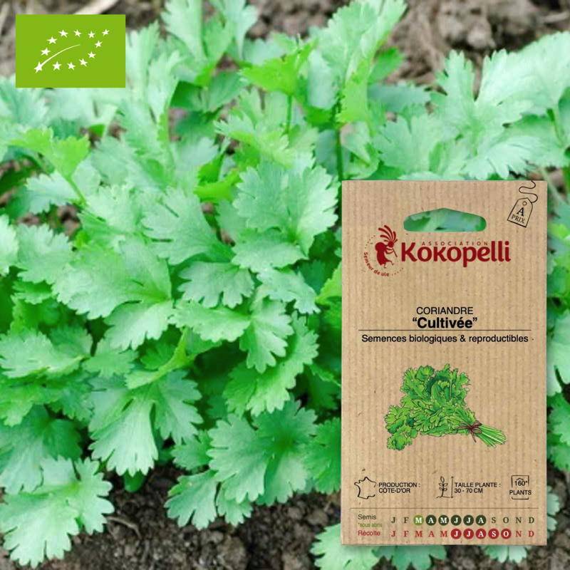 Association Kokopelli - Coriandre Cultivée- Graines bio à semer - Image 1
