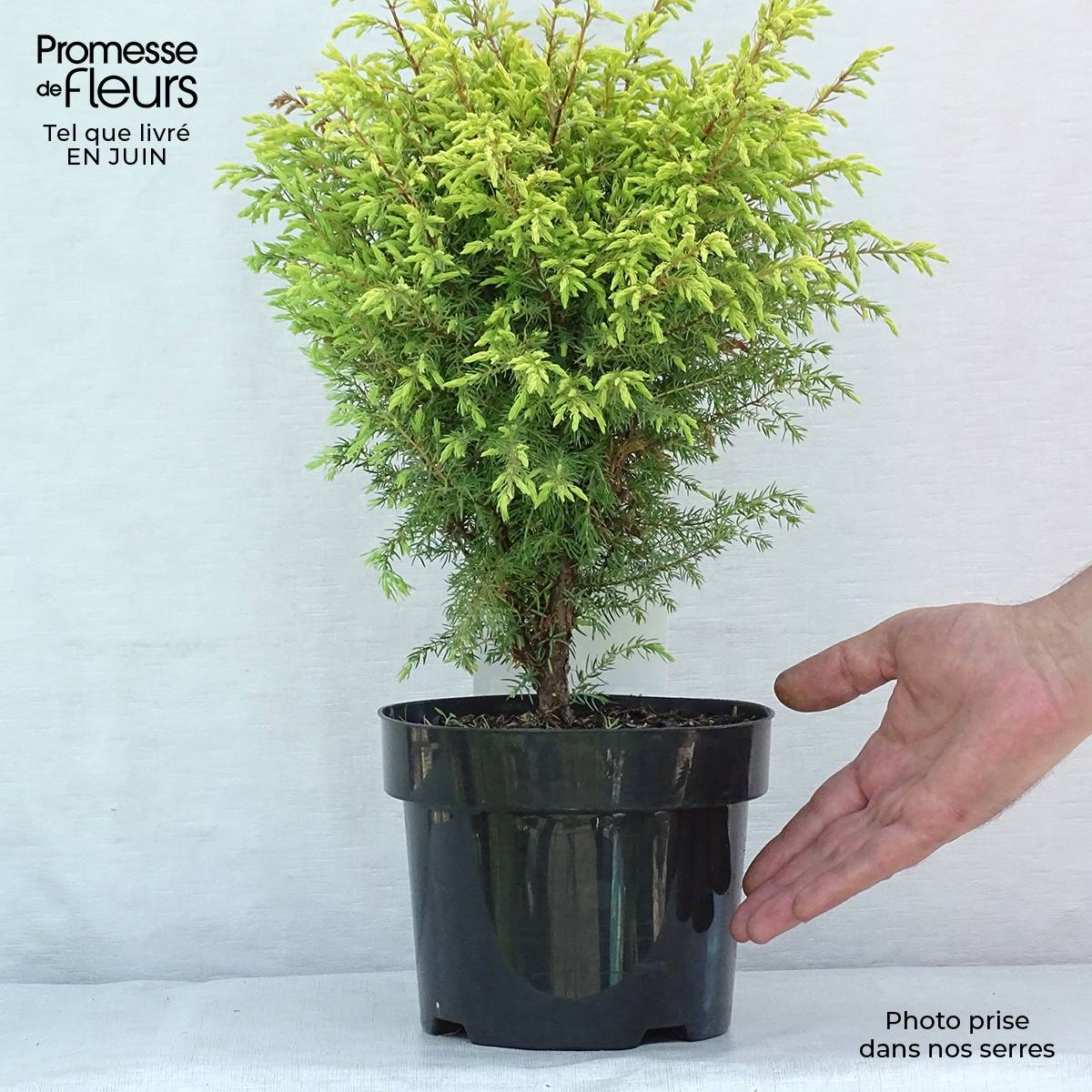 Genévrier commun - Juniperus communis Gold Cone                Pot de 2L/3L - Image 2