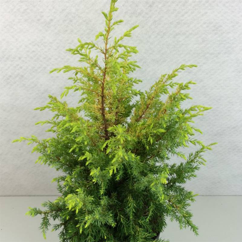 Genévrier commun - Juniperus communis Gold Cone Pot de 2L/3L - Image 1