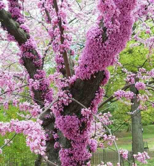 0 - Cercis siliquastrum (arbre de judée) Pot de 50L - 200/250cm - Par 8/10 cm - Image 2