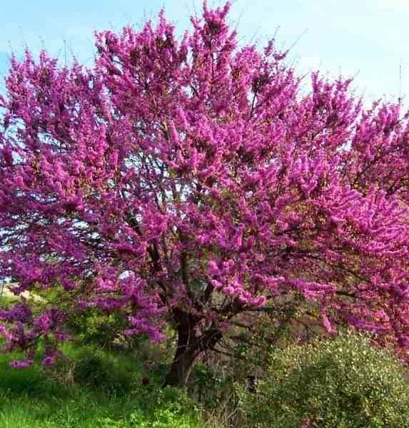 0 - Cercis siliquastrum (arbre de judée) Pot de 50L - 200/250cm - Par 8/10 cm - Image 1