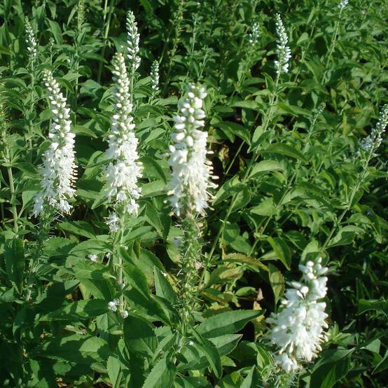 Promesse de Fleurs - Veronica longifolia Schneeriesin - Véronique blanche à longues feuilles Godet de 8/9 cm
