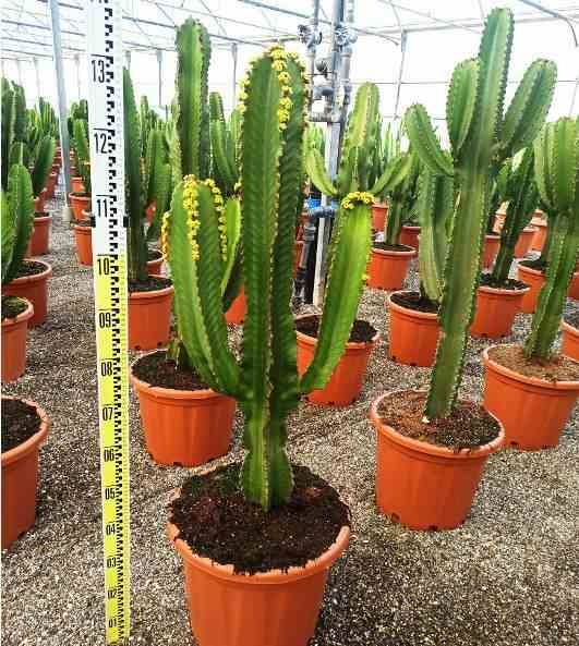 0 - Euphorbia ingens 'Candelabrum' Pot de 25L - 80/100cm - Image 3