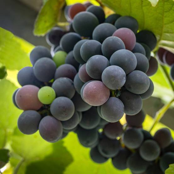 Vigne Fragola Nera Précoce - Raisin fraise Pot de 1,5L/2L