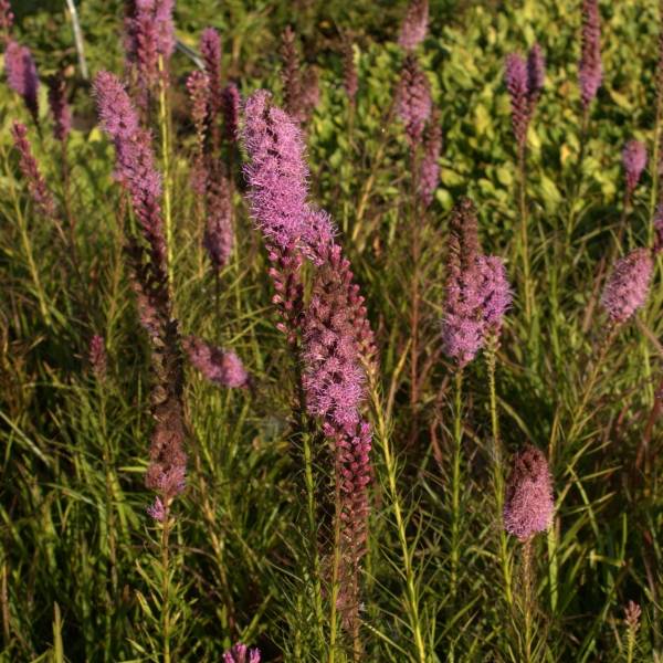 Plume du Kansas, Liatris spicata Floristan Violet Godet de 8/9 cm
