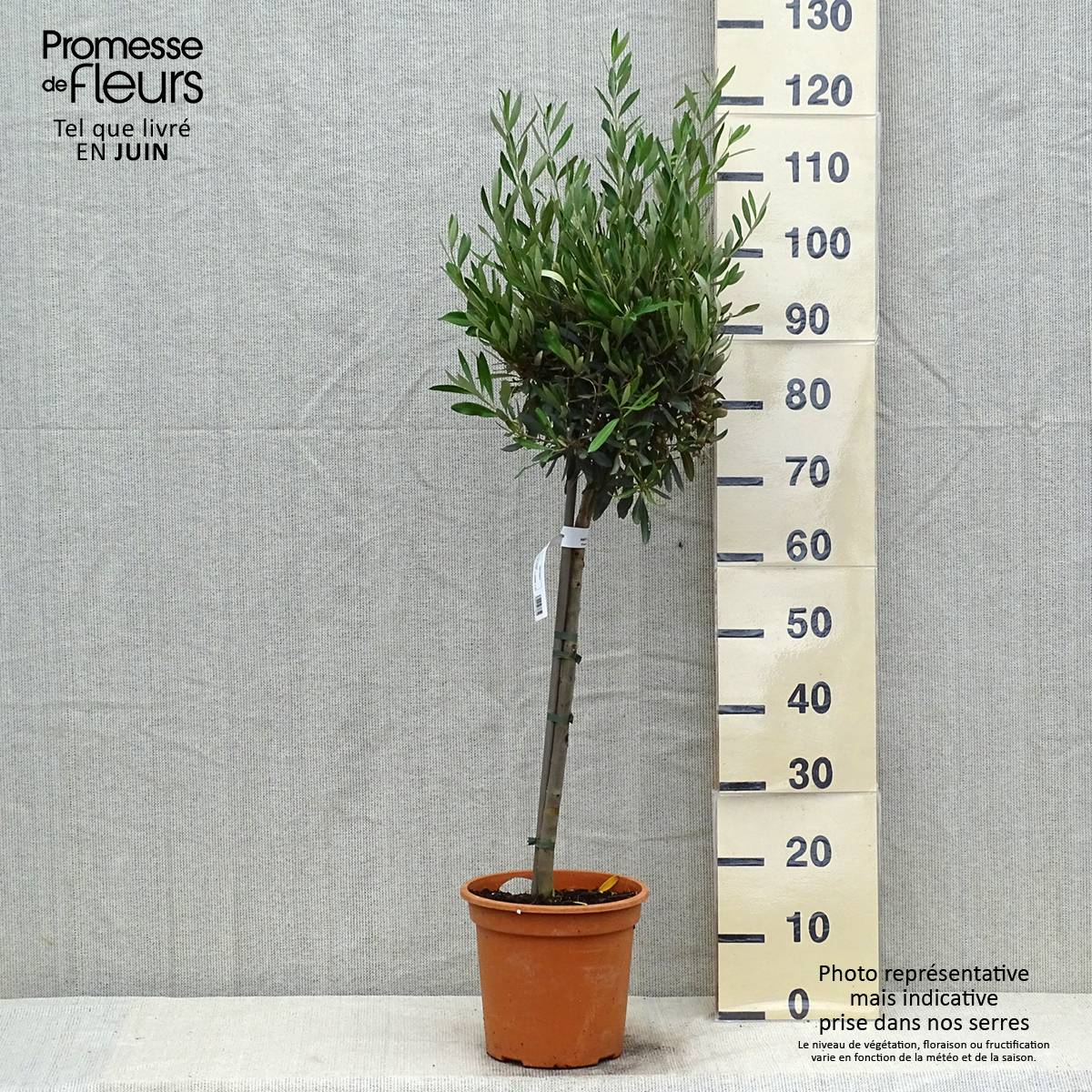 Promesse de Fleurs - Olivier sur tige - Olea europaea Pot de 4L/5L, 1/4 de tige - Image 2