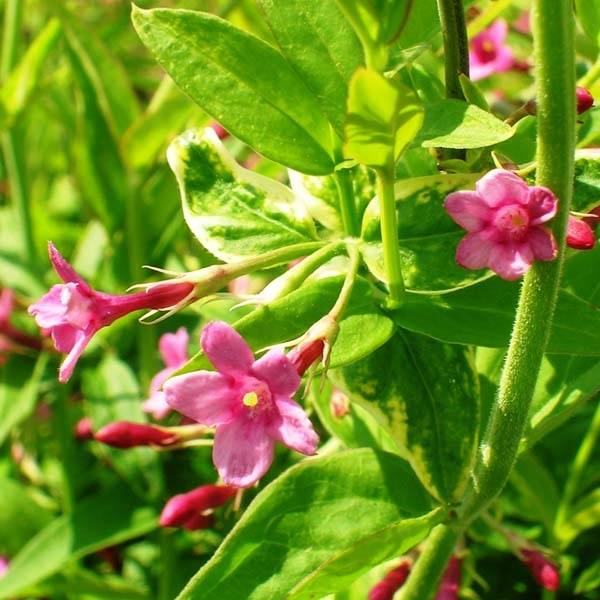 Jasmin beesianum Pot de 2L/3L