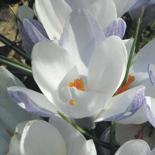 Promesse de Fleurs - Crocus chrysanthus Blue Pearl Bulbe calibre 6+ (par 30)