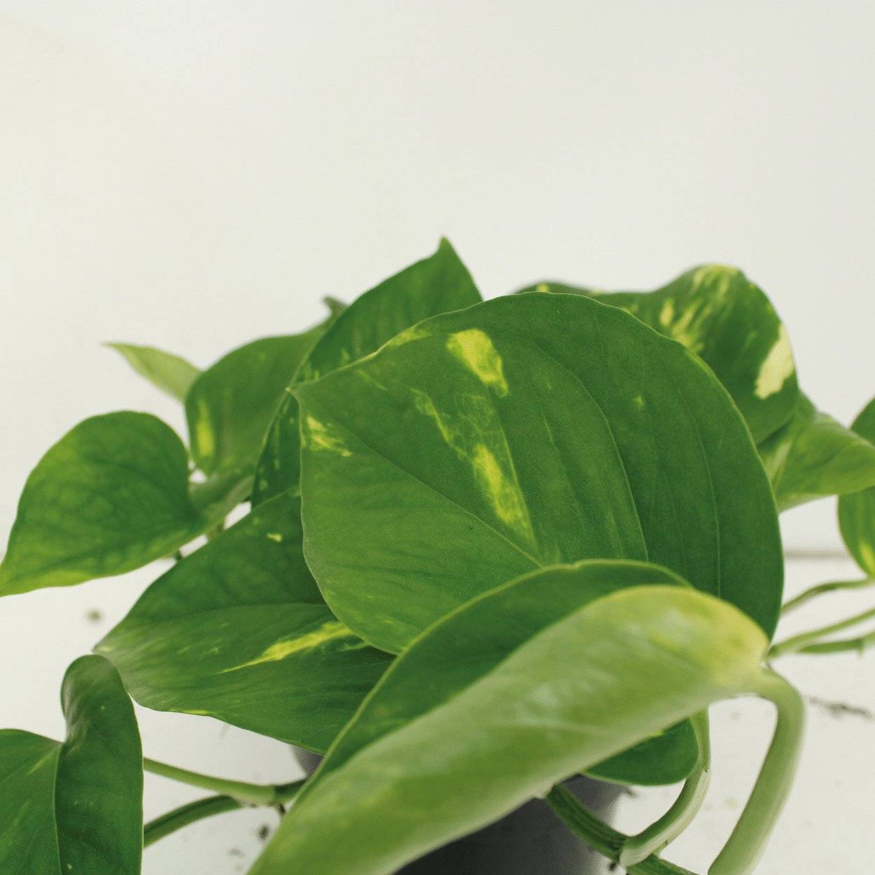 Epipremnum Aureum (Scindapsus) - D12 H20cm - Image 4