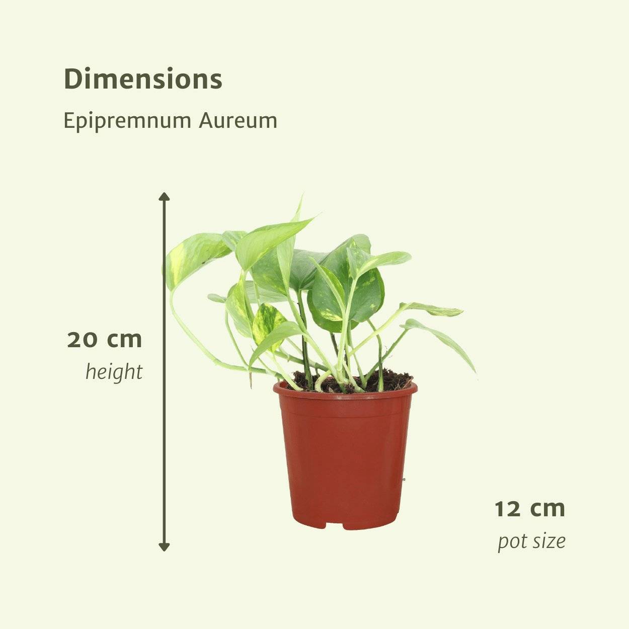 Epipremnum Aureum (Scindapsus) - D12 H20cm - Image 5