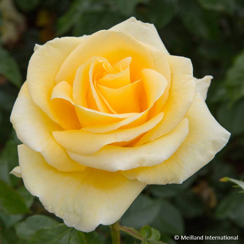Rosier à grandes fleurs Raffaello Pot de 4L/5L